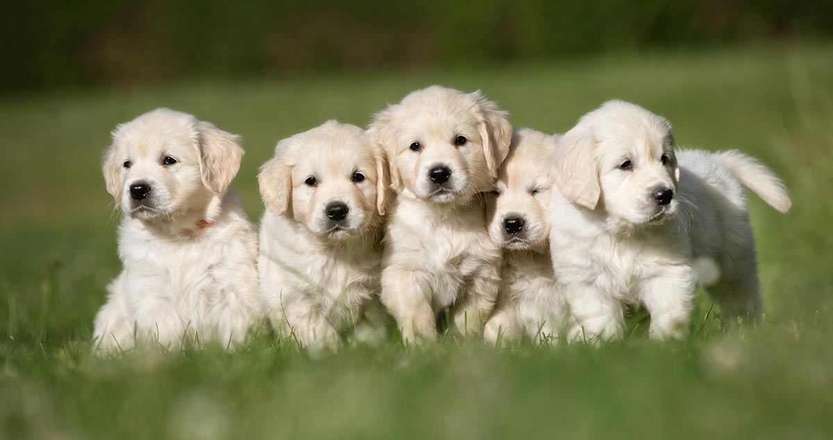 What To Look For When Buying A Puppy - The Happy Puppy Site