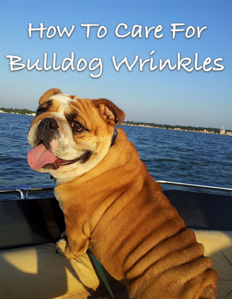 Dogs With Wrinkles A Guide To Caring For Wrinkly Dogs The Happy