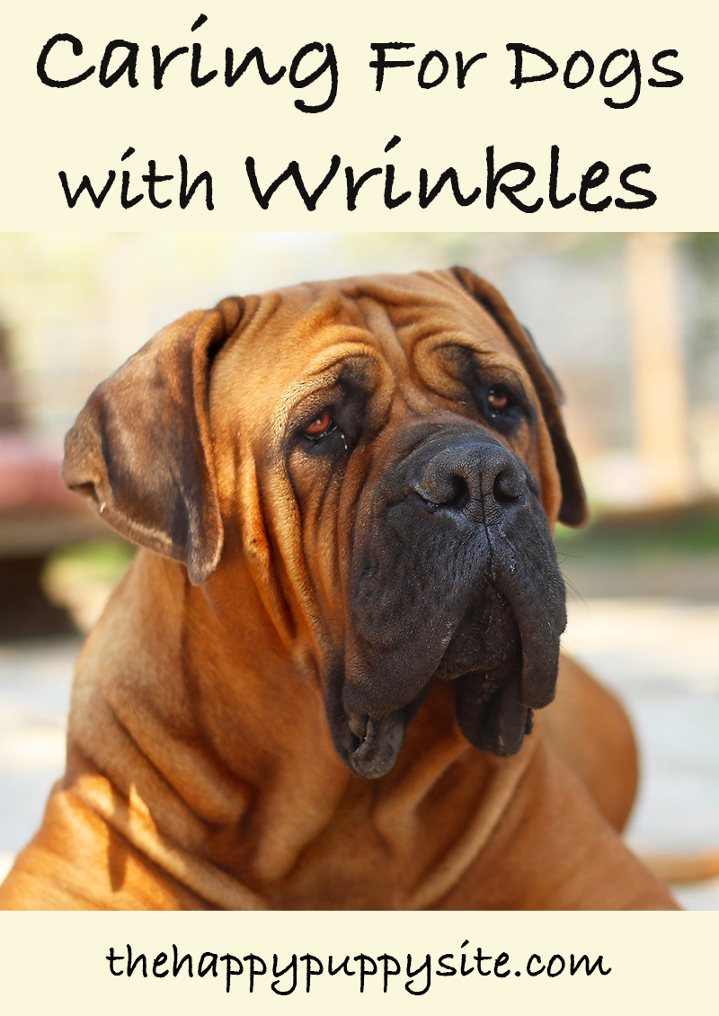 what is a wrinkly dog called