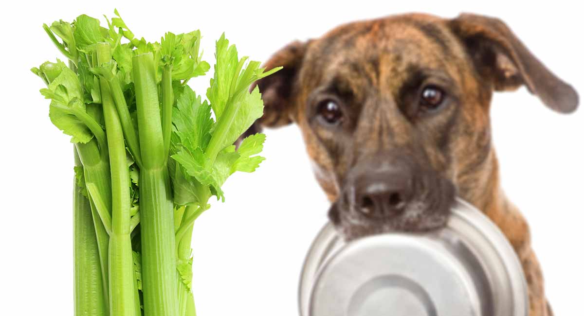 dogs eat celery