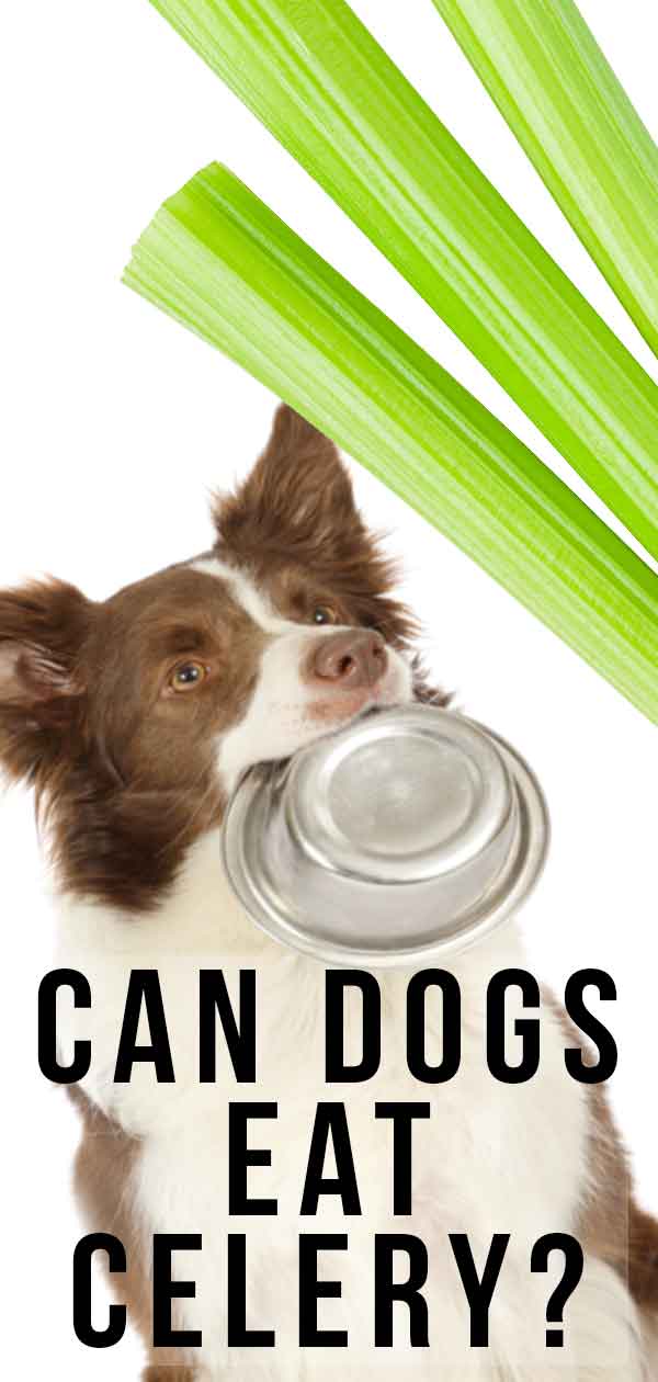 dogs have celery