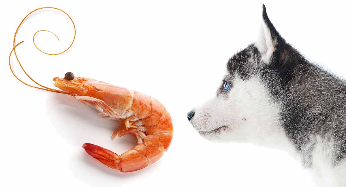 prawns for dogs