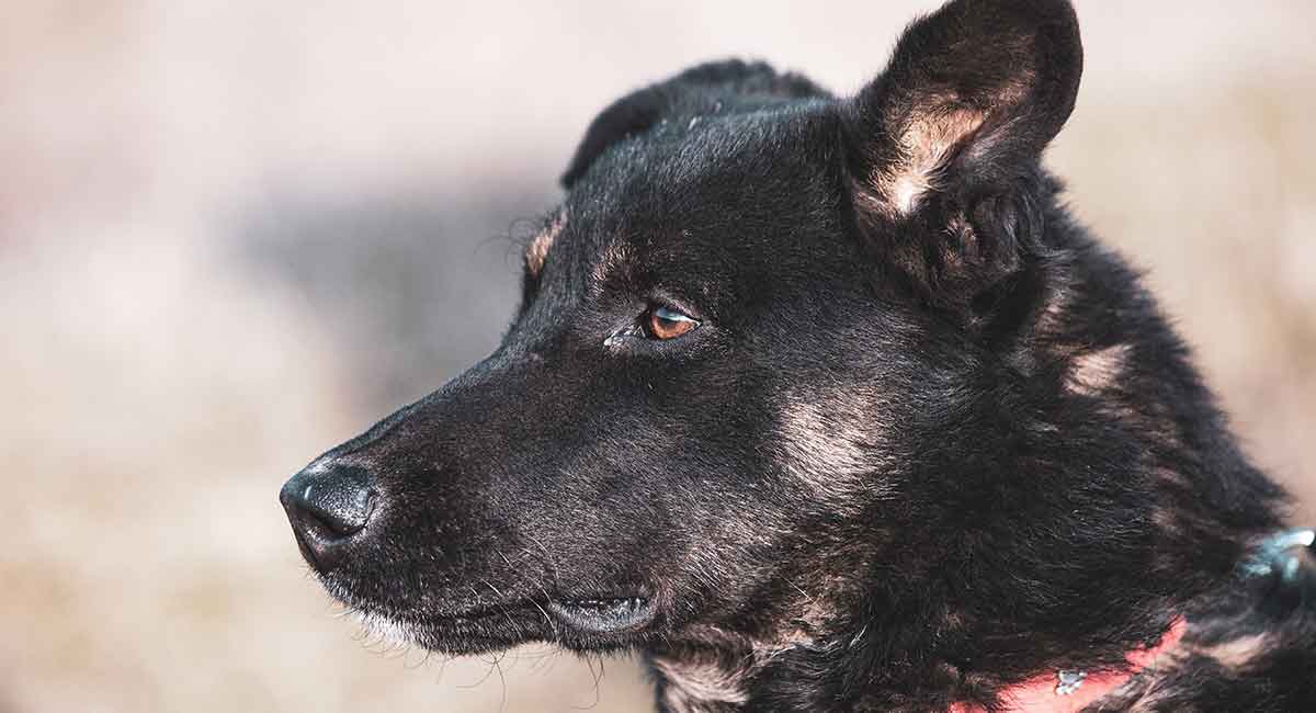 black lab german shepherd mix