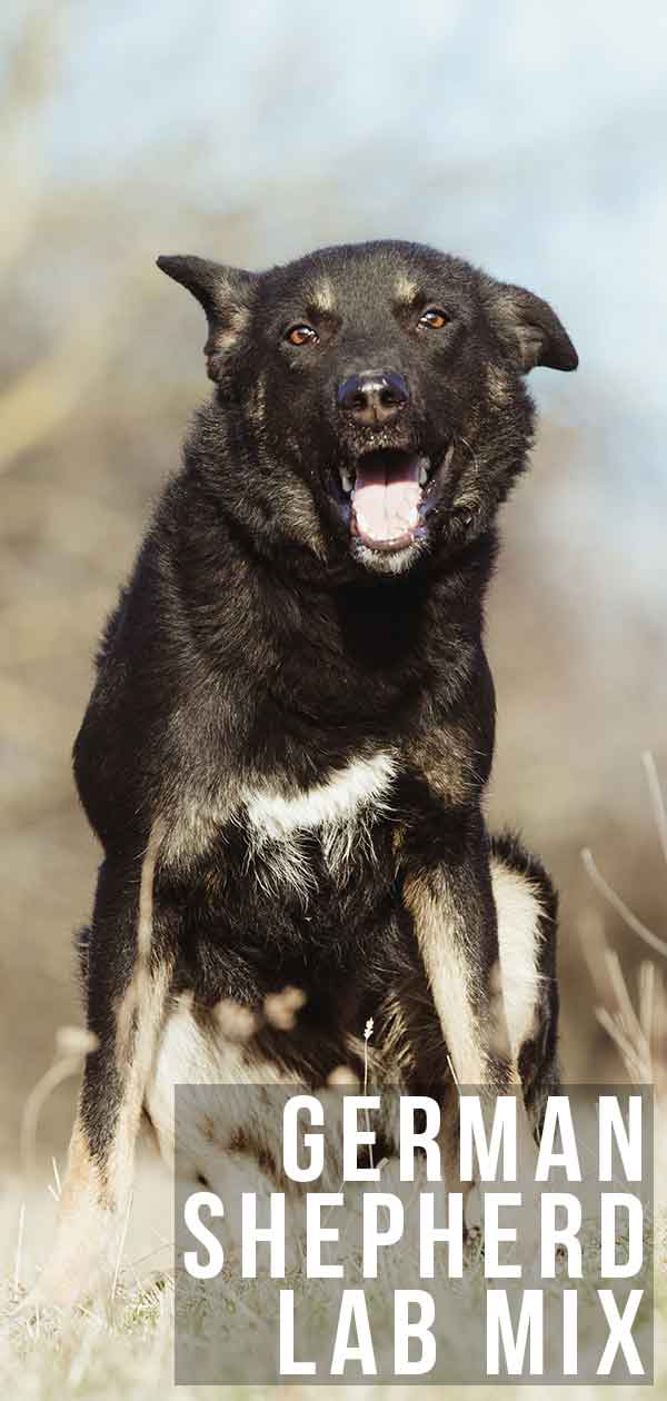 chocolate lab mixed with german shepherd