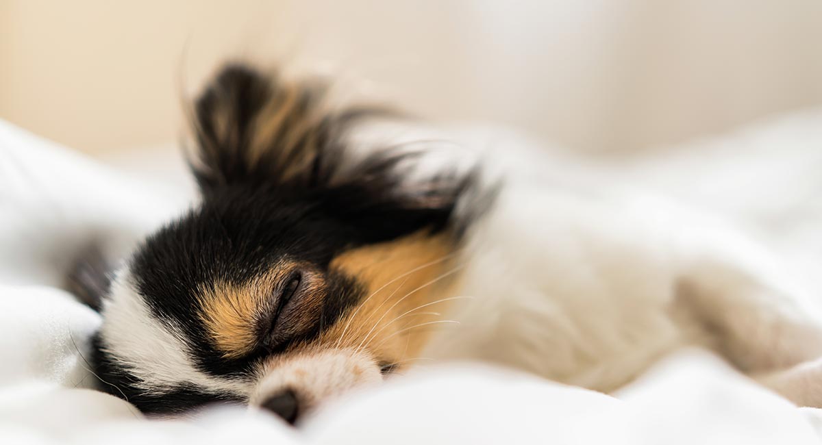 which dog breeds are the laziest