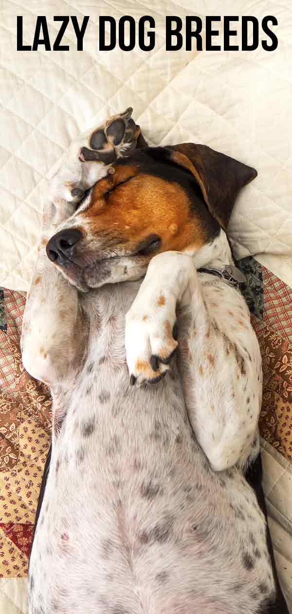 lazy-dog-breeds-is-a-low-energy-dog-the-right-dog-for-you-the