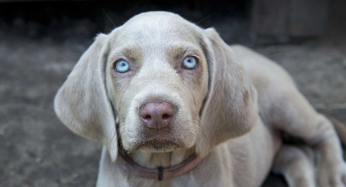 Weimaraner with blue eyes