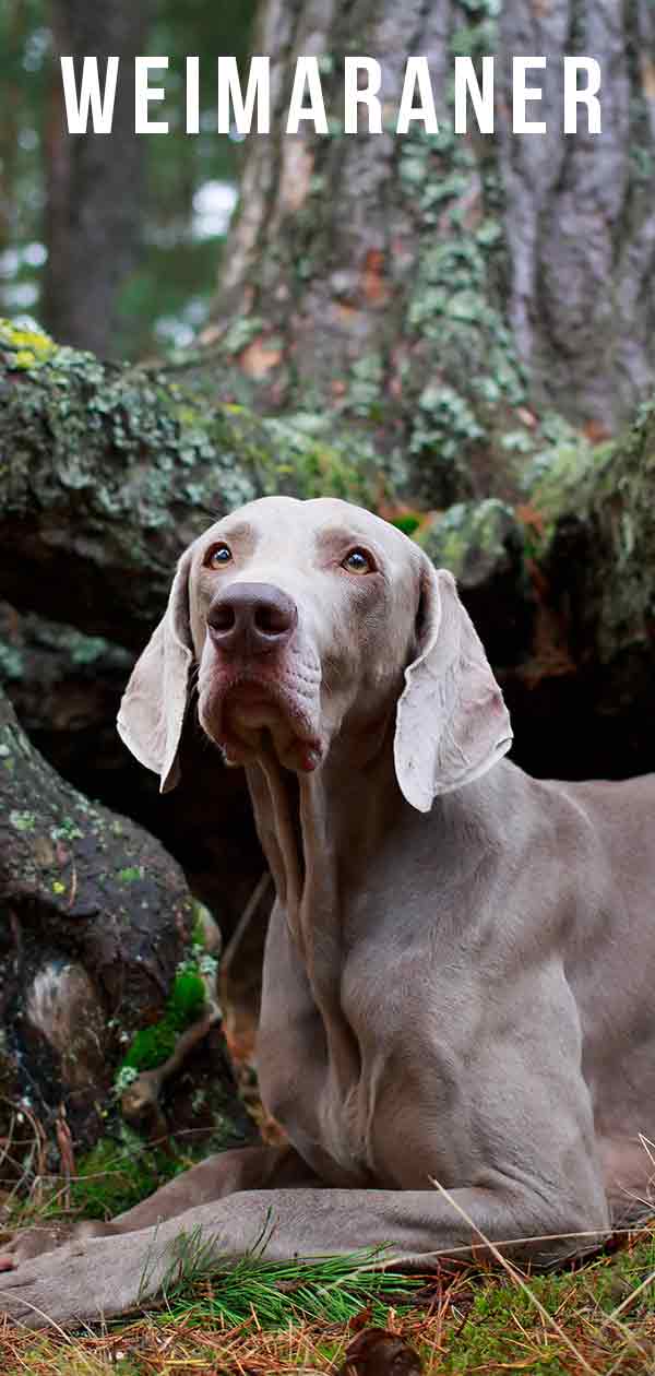 working weimaraner