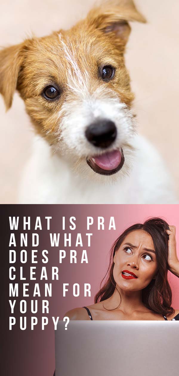 what does pra look like in dogs