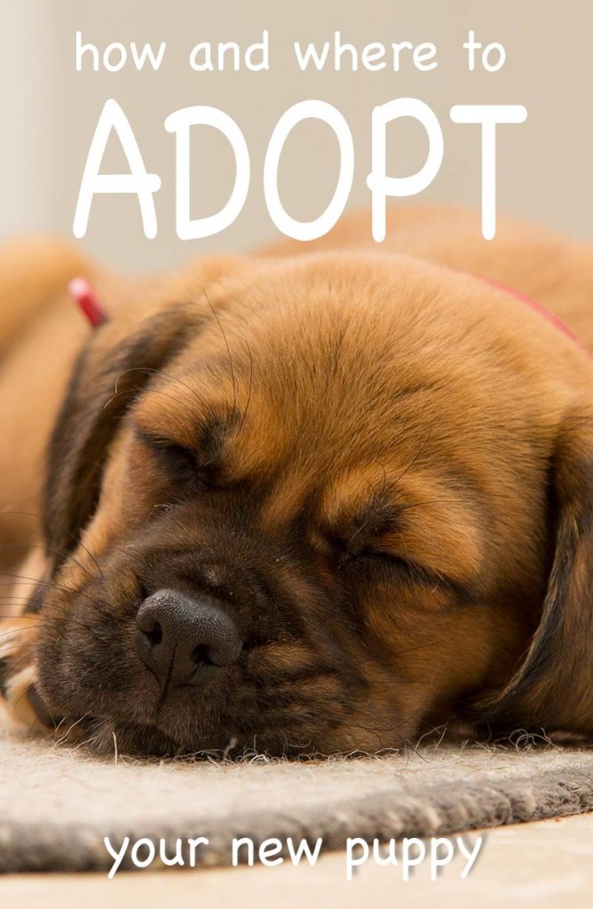 How To Adopt A Puppy From A Shelter The Happy Puppy Site