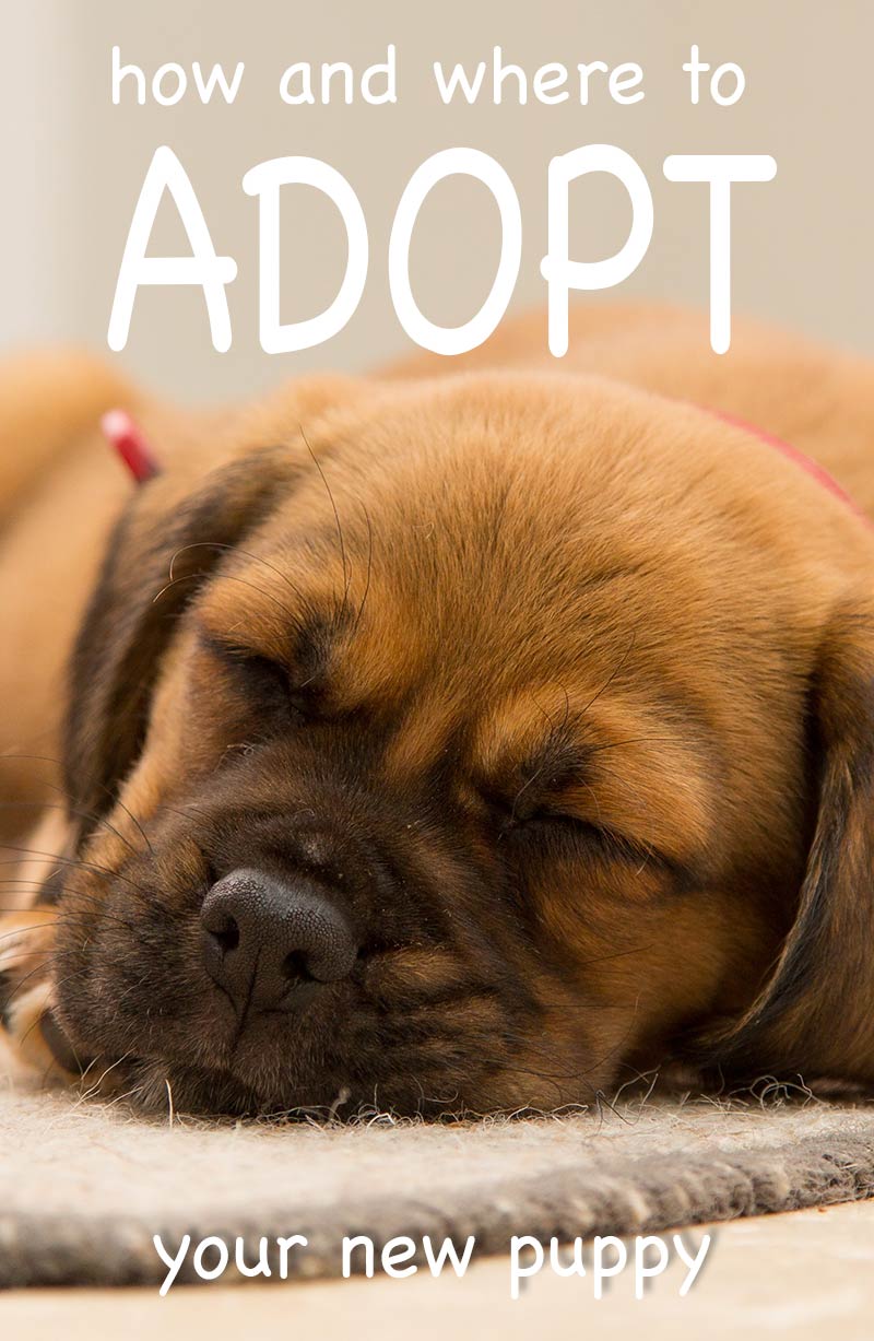 10-benefits-of-adopting-a-rescue-dog-puppy-leaks