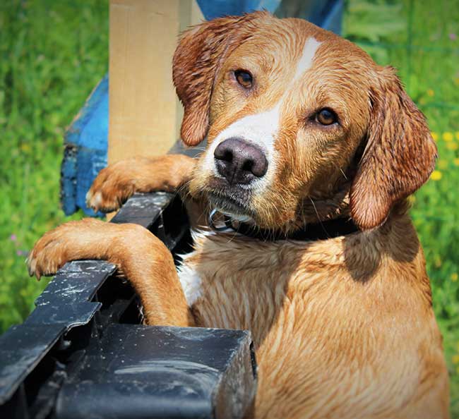 beagle and chocolate lab mix