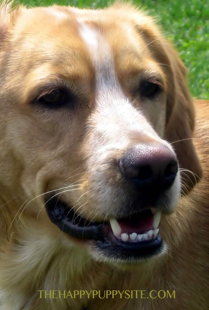 half beagle half golden retriever