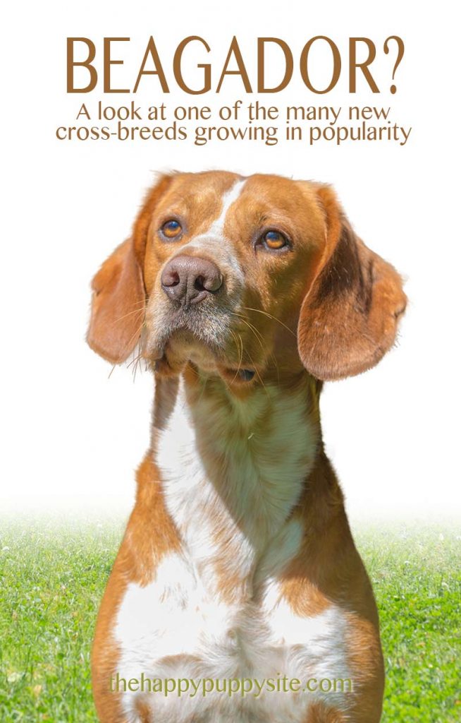 Beagle Lab Mix - a guide to the beagador cross breed