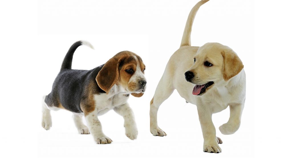 can a beagle and a labrador retriever be friends