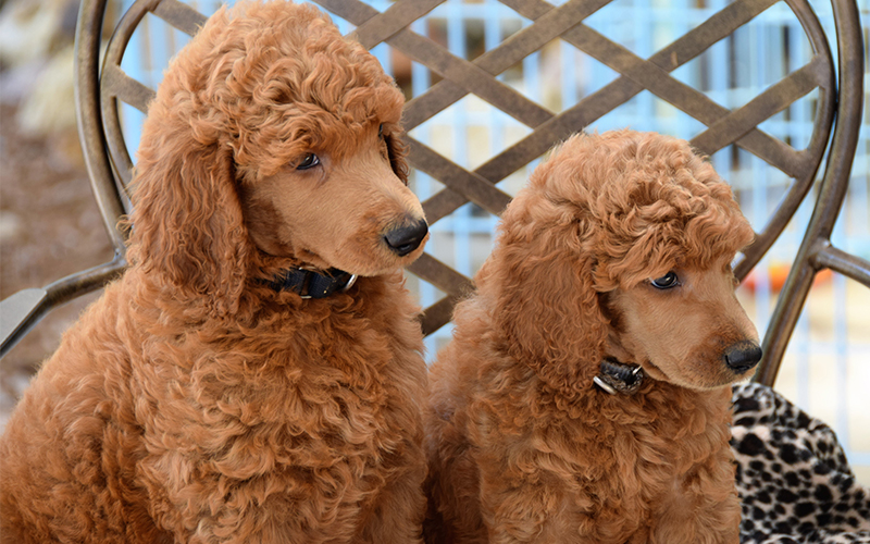 large dogs with minimal shedding