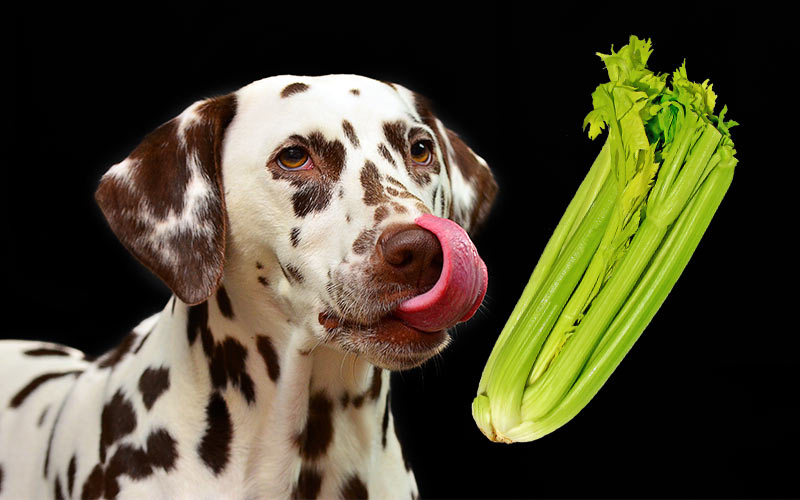 can my dog have celery