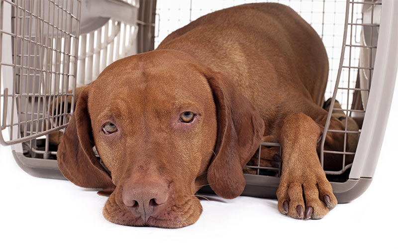 how long can a puppy stay in a crate