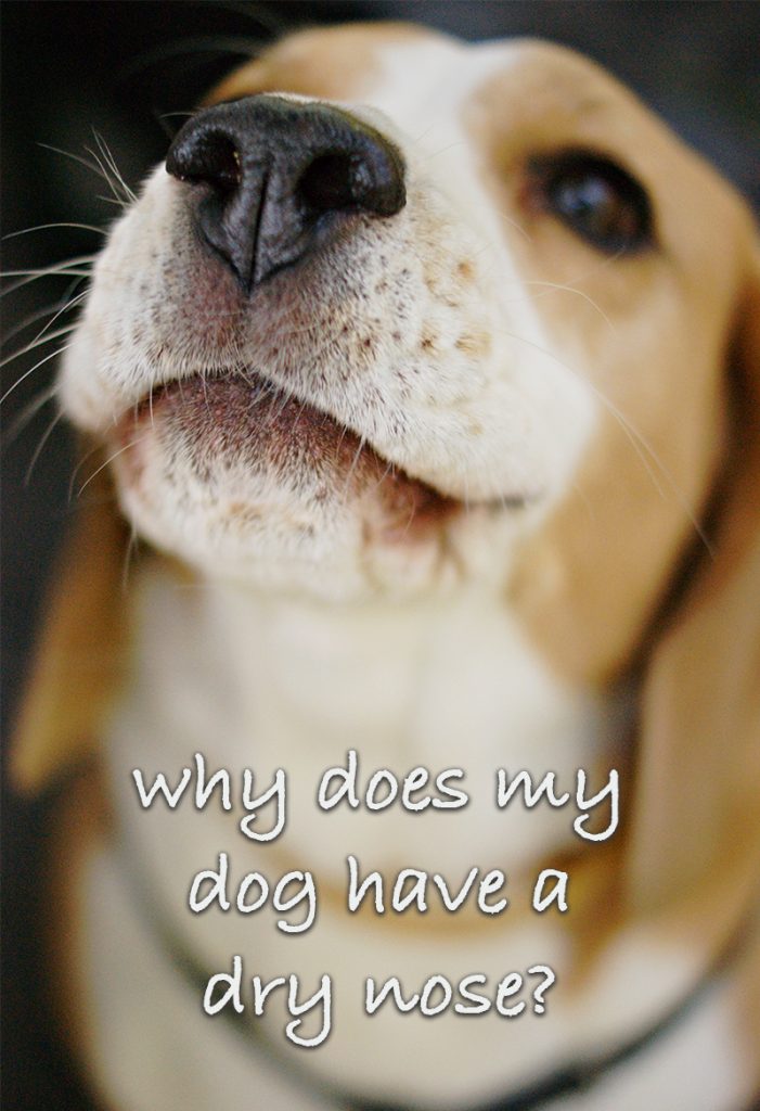 My Dog's Nose Is Dry A Dry Dog Nose Guide From The Happy Puppy Site