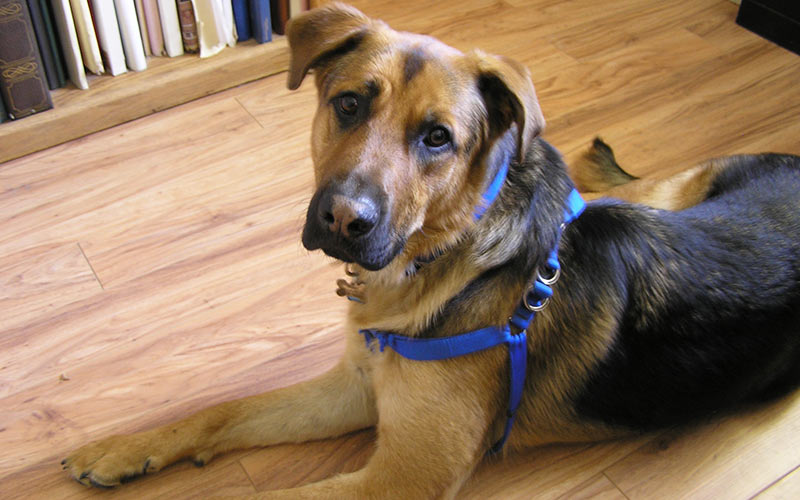 german shepherd mix with a lab