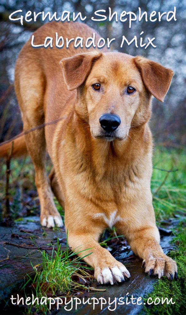 are german shepherd lab mixes good dogs