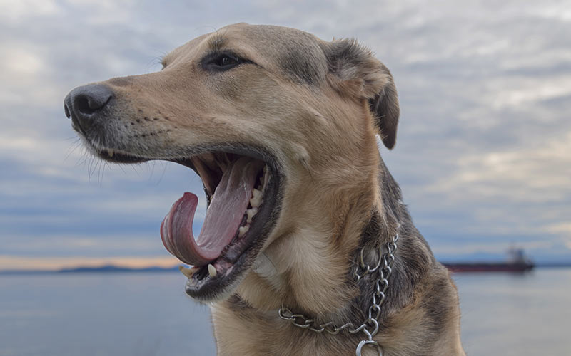 German Shepherd Lab Mix Weight Chart