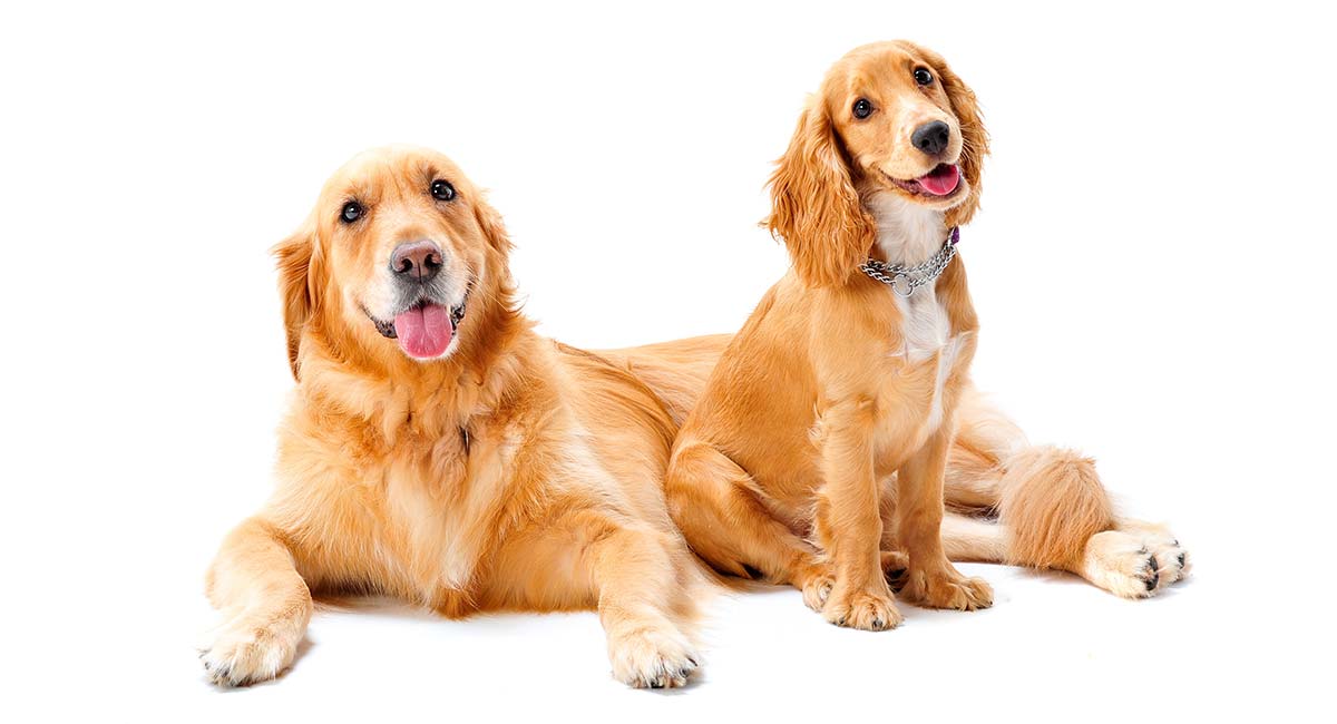 small golden retriever breeds