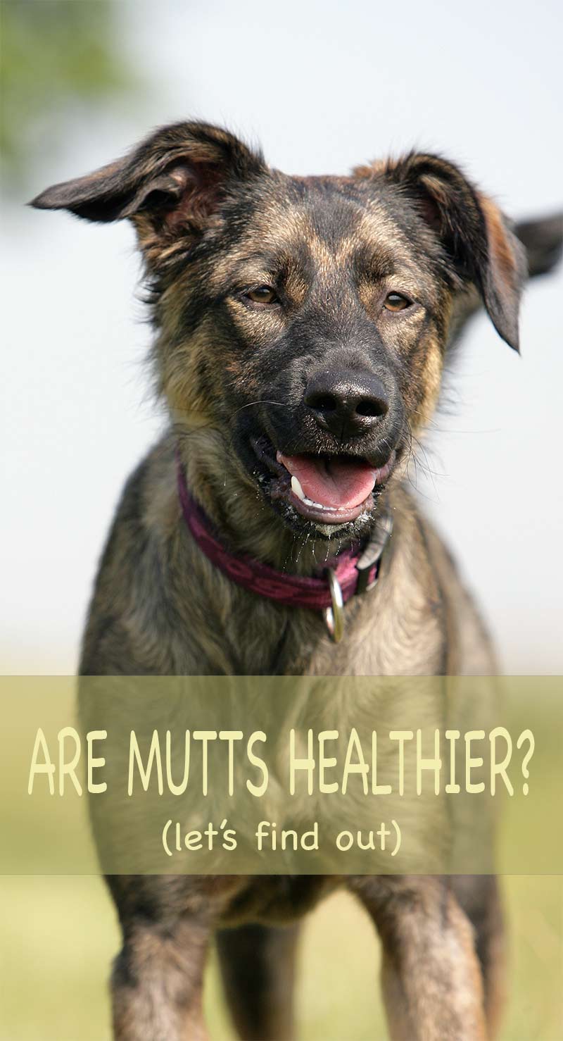 Purebred dogs vs mutts - which is healthier? Find out the facts in this detailed guide