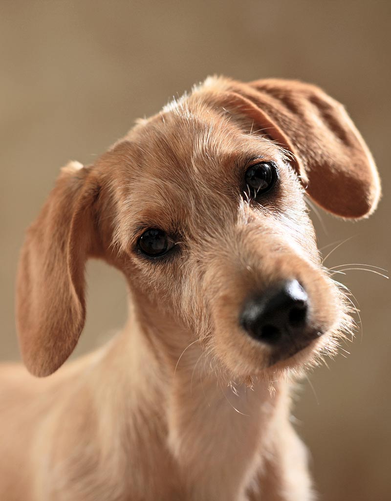 Strikingly beautiful mixed breed puppy - but is he healthier than a purebred pup?