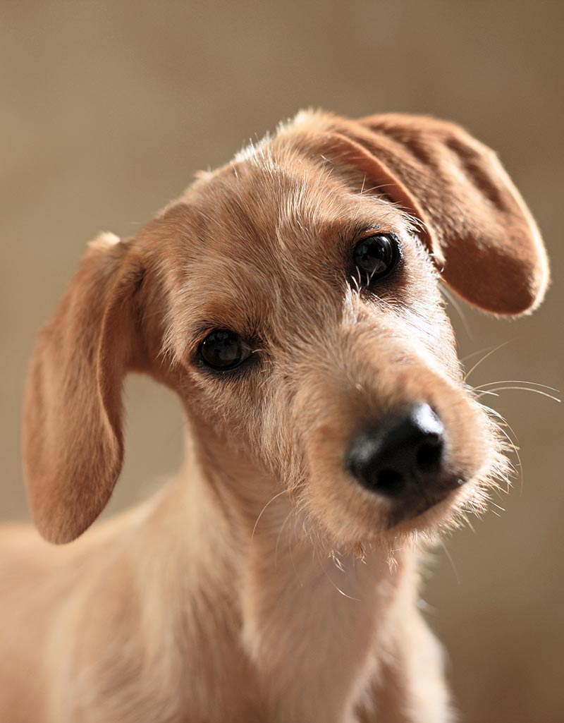 why mixed breed dogs are healthier