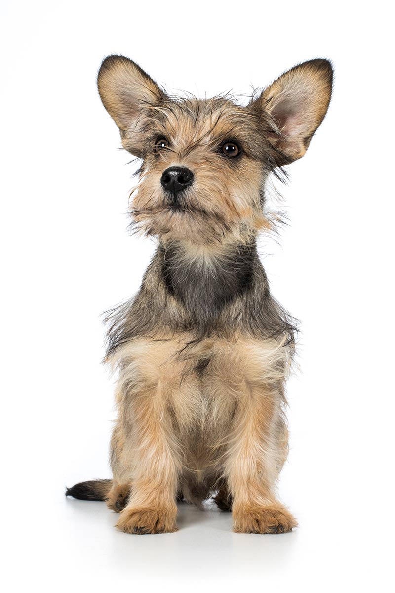 Purebred dogs vs mutt - we look at which is the most healthy option