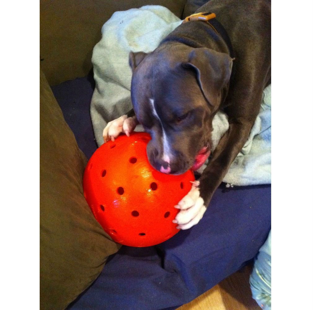 Pitbull with Toy