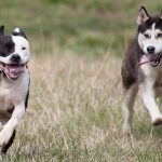 Husky Pitbull Mix - Meet The Pitskies At The Happy Puppy Site