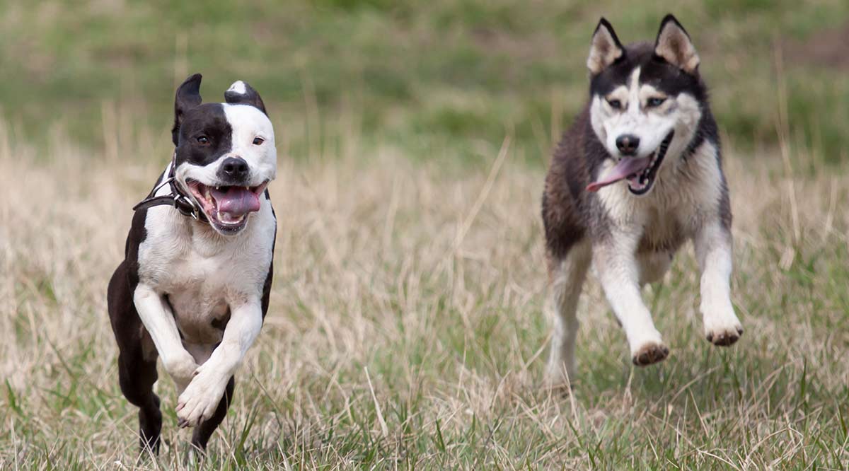 Pitbull and Husky