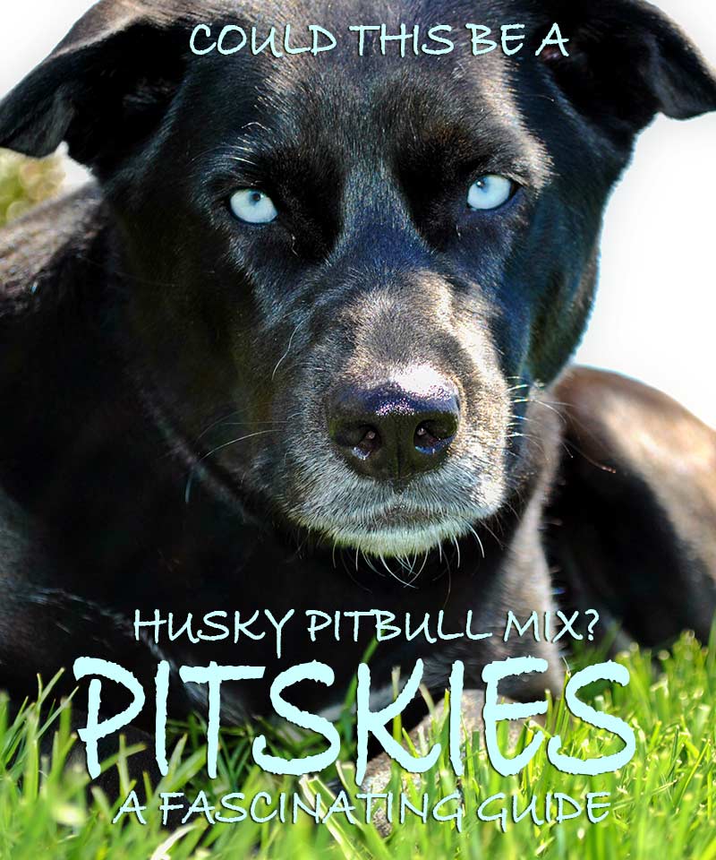 Pitbull Husky Mix - Pitsky Breed Traits and Care Guide