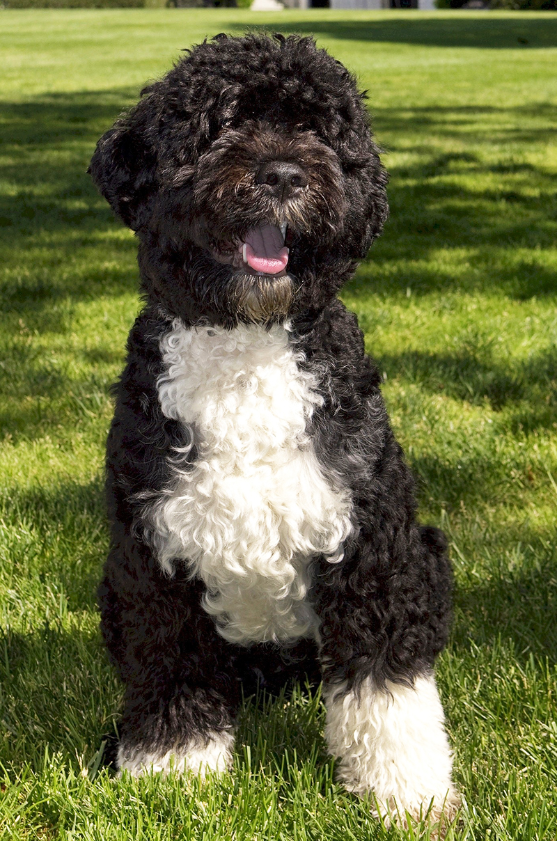 portuguese water dog shedless