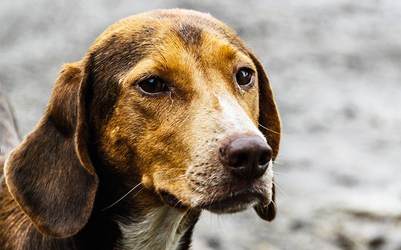 huge skin tag on dog