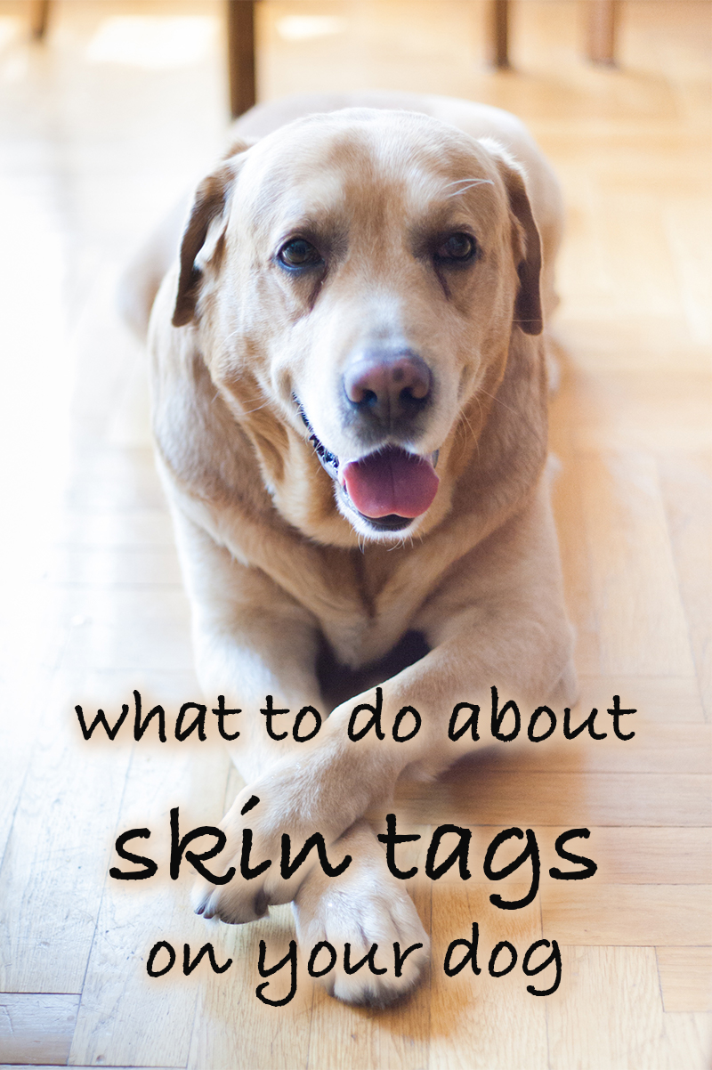 Skin Tags On Dogs - A Complete Guide