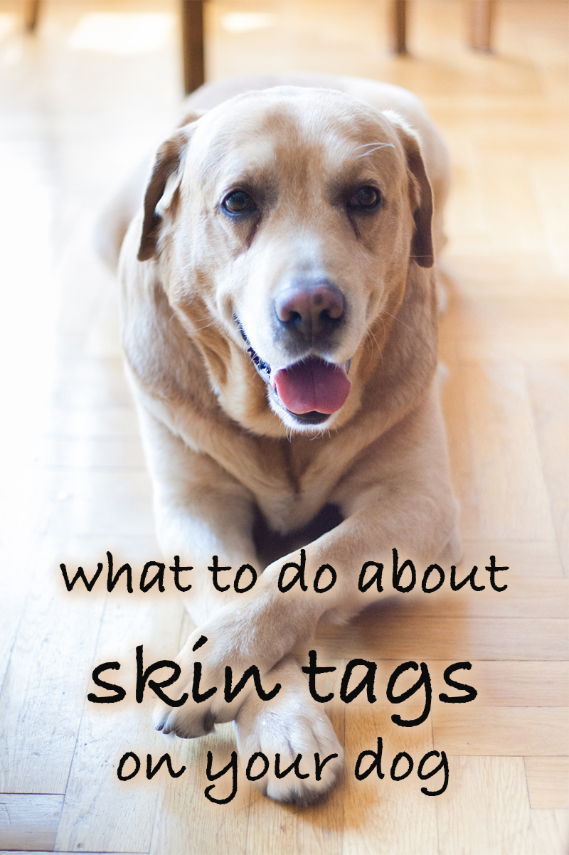 Dog Covered In Skin Tags