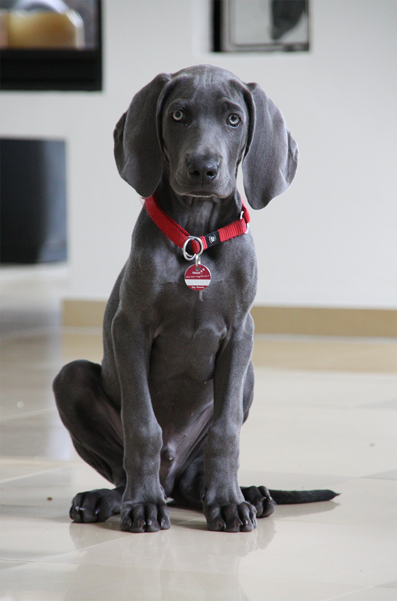 blue long haired weimaraner