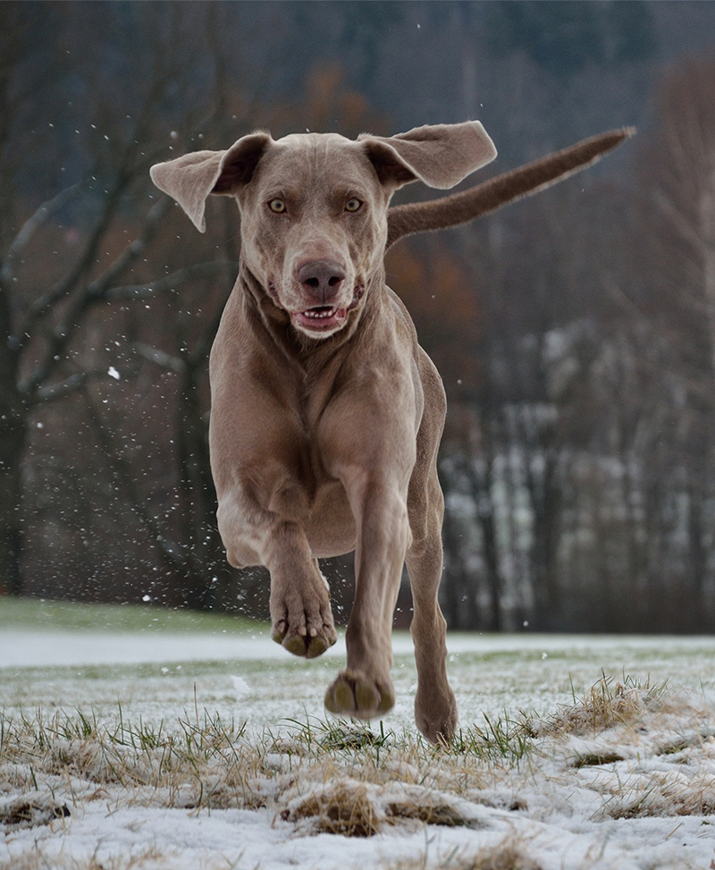 weimaraner husky mix