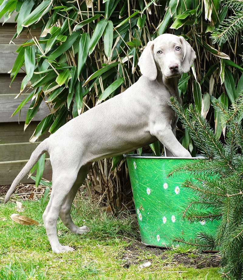 Oldest weimaraner store