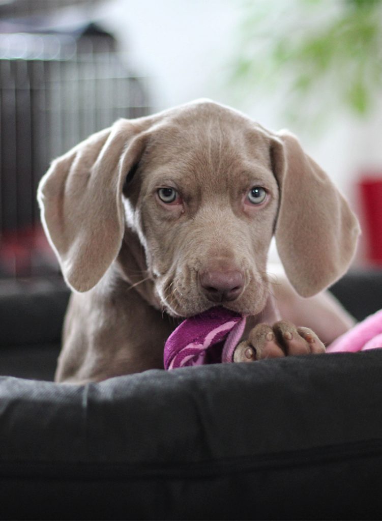 Weimaraner Dog Breed Information Center A Complete Guide