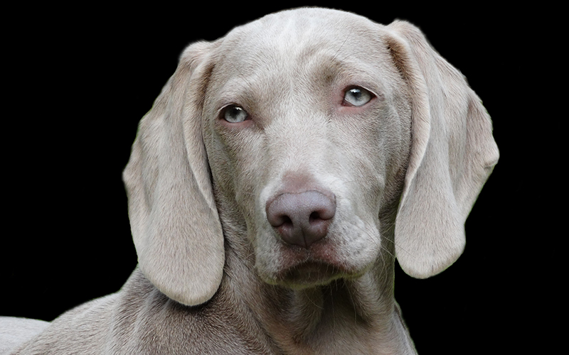 blue vs silver weimaraner