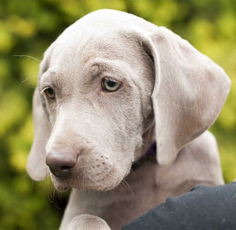 is a weimaraner a good family dog