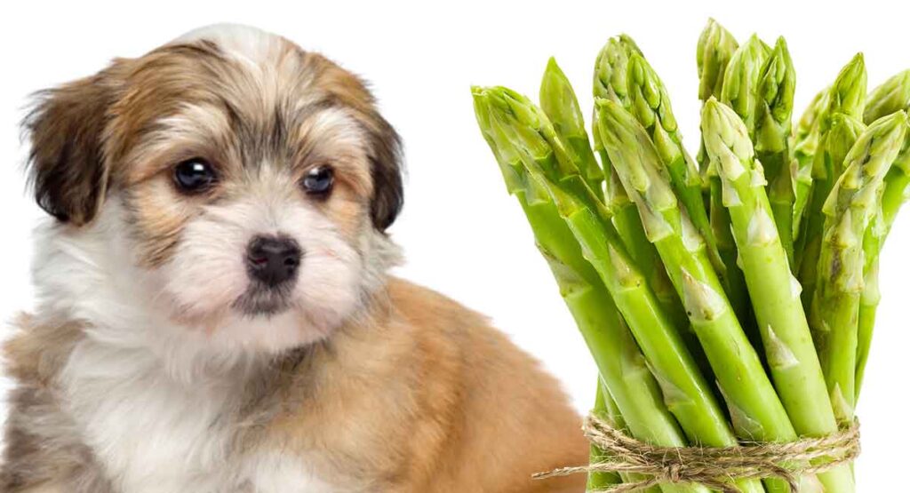 Can Dogs Eat Asparagus A Guide to Asparagus for Dogs