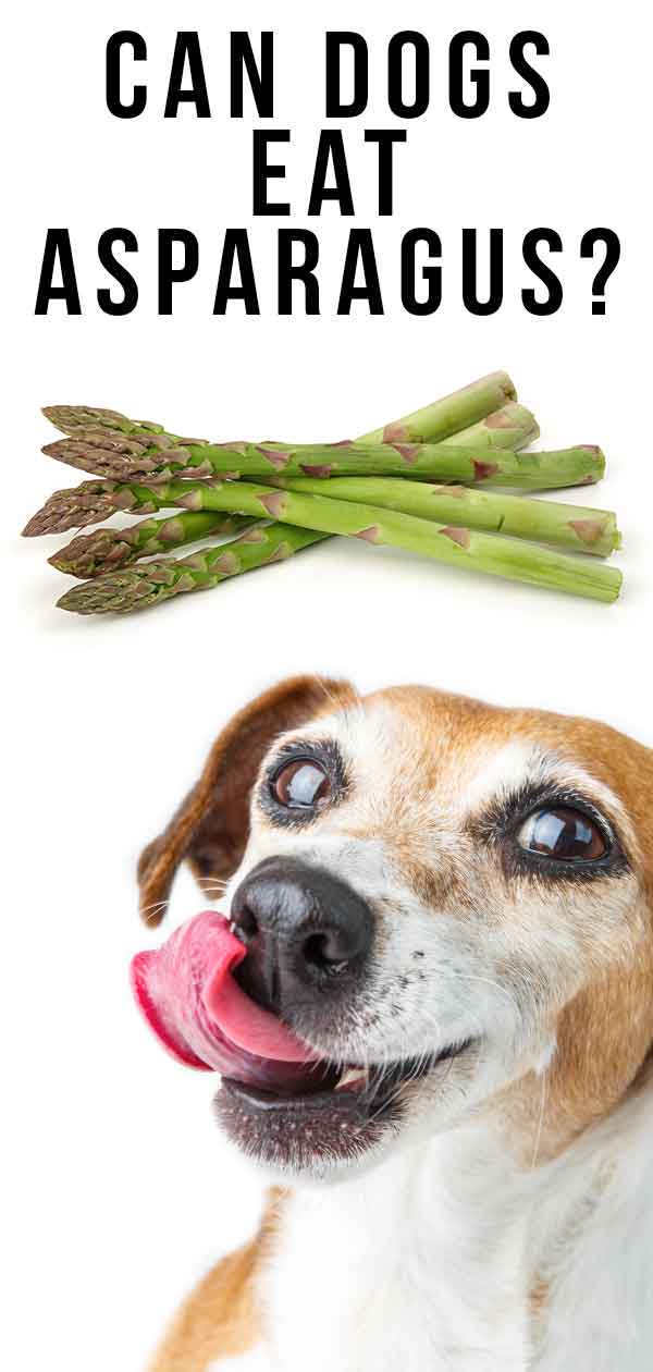 are asparagus bad for dogs