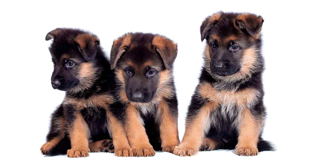 German Shepherd Names Over 200 Great Ideas For Boy And Girl Dogs