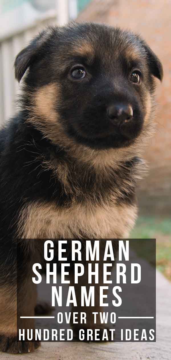 unique german shepherd names
