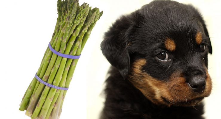 Can Dogs Have Asparagus?